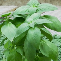 特大叶荆芥菜种籽苗盆栽猫薄荷四季大叶荆芥种子野菜荆芥种籽