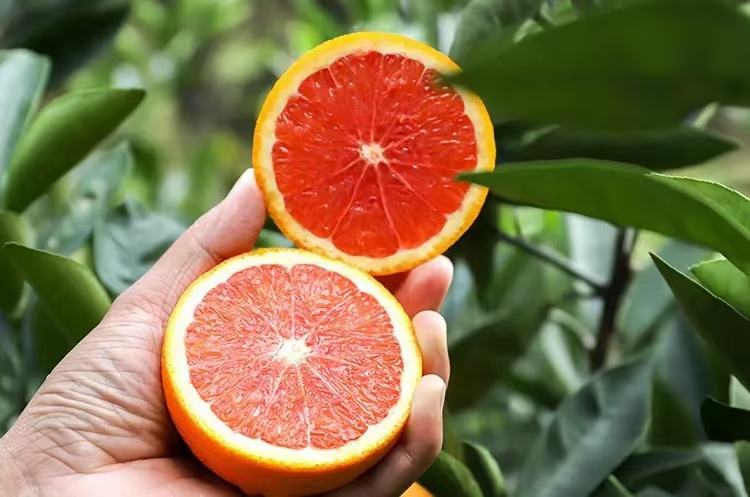 切开的红心脐橙特写展示果肉