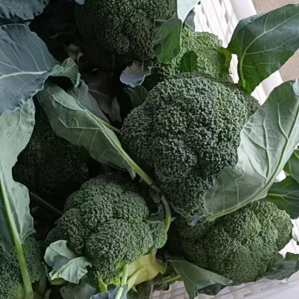 河南商丘西兰花价格行情走势 - 一亩田