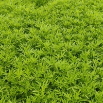 芦蒿批发销售