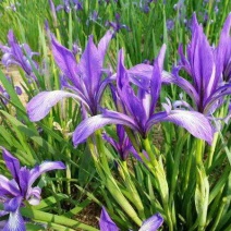 马兰花