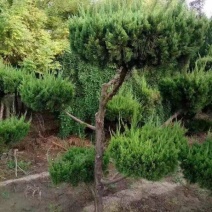 龙柏造型树