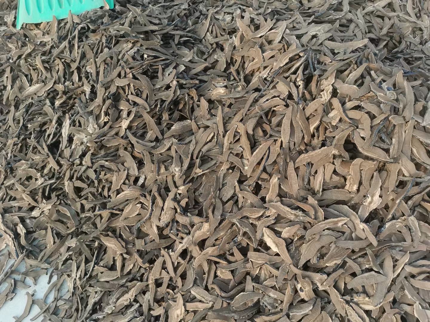 黑灵芝泡水前的切片处理