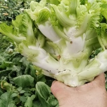 儿菜