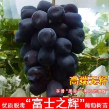 黑色阳光玫瑰葡萄苗黑钻晴王葡萄苗包品种包技术
