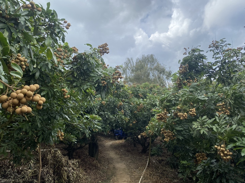 一片绿意盎然的储良龙眼果园,果树整齐排列,果实饱满挂在枝头 储良龙眼果园
