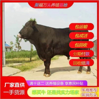 安格斯牛价格行情