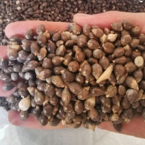 云南薏仁米（带壳黑六谷），原产地发货，需要的老板联系。