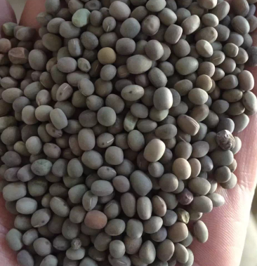 [箭舌豌豆批发]箭舌豌豆 箭舌豆 箭筈豌豆 小灰豆 尖豆 鸽粮 鸟粮价格