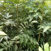 青钱柳苗青钱柳树苗青钱柳青钱柳大树量大价格优惠