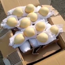 水晶鸭梨出口东南亚中亚五国俄罗斯国内大市场品质有保障货多