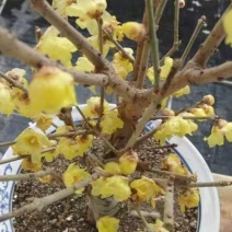 素心蜡梅