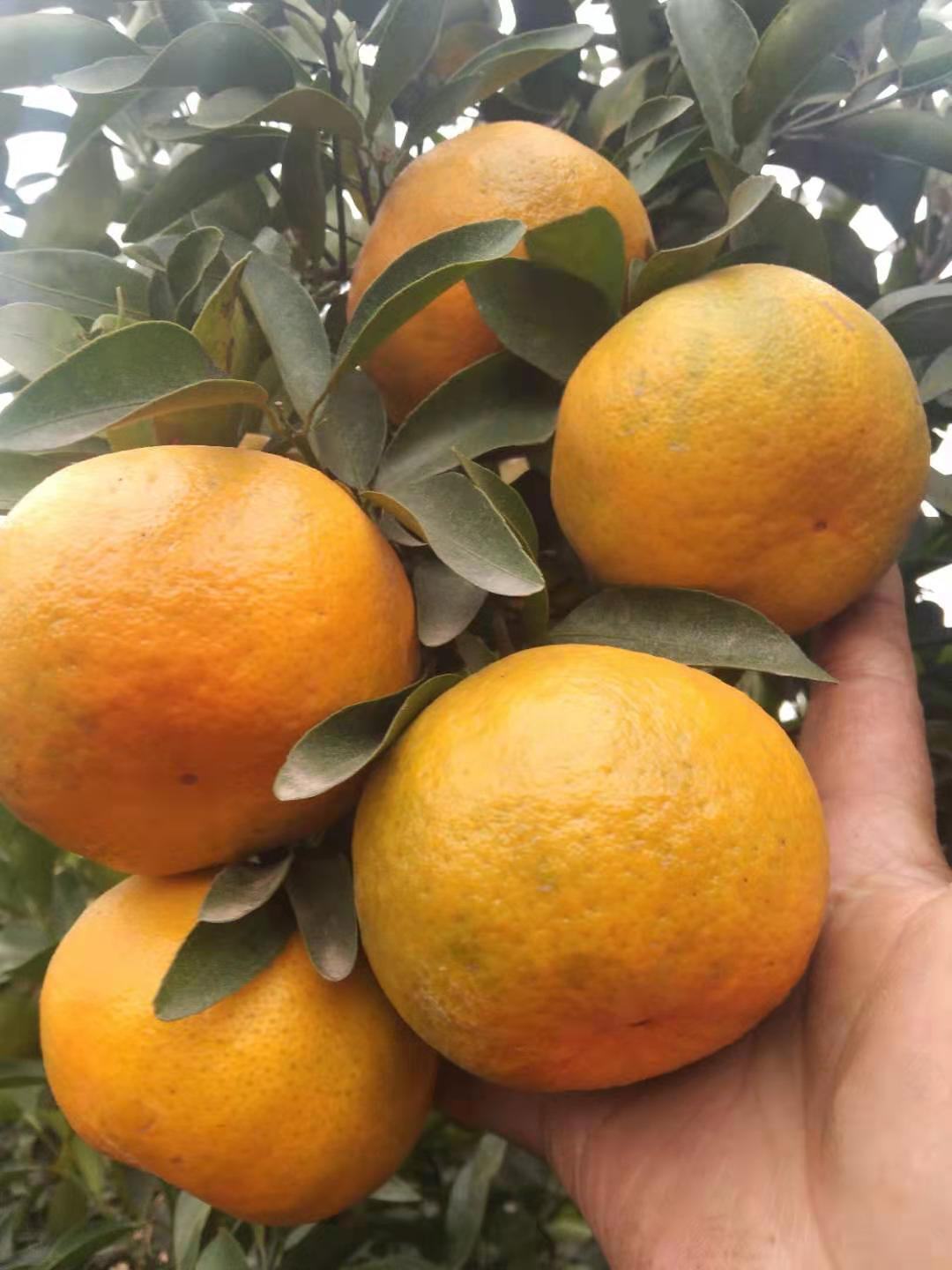 [沃柑批发]江西南昌新建区柑桔 0.10元/斤江西椪柑 _ 一亩田
