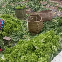 小心子儿菜山地菜基地直供一手货源