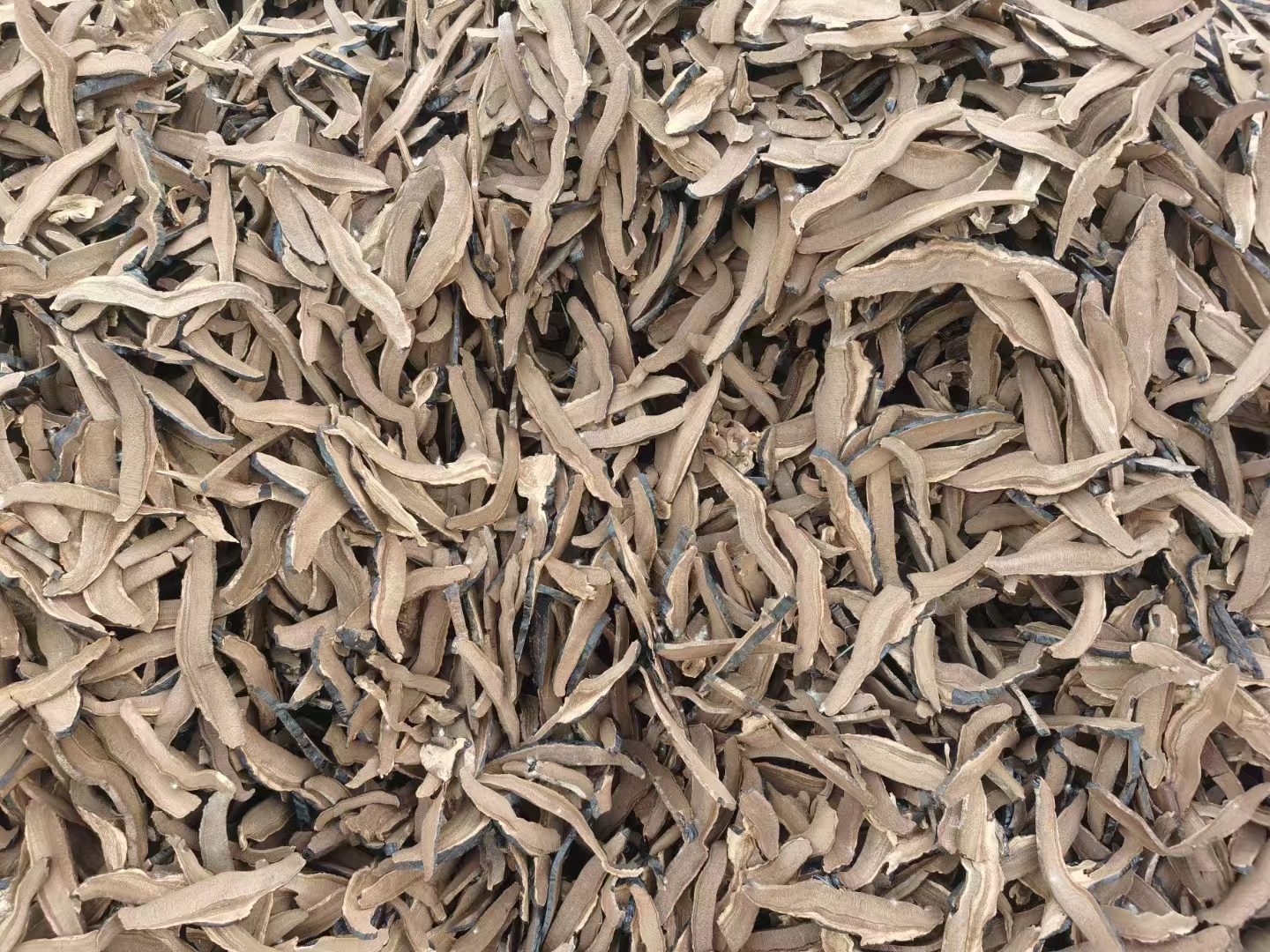 赤灵芝切片特写