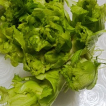 本地精品儿菜个大不空心不冒苔不红头