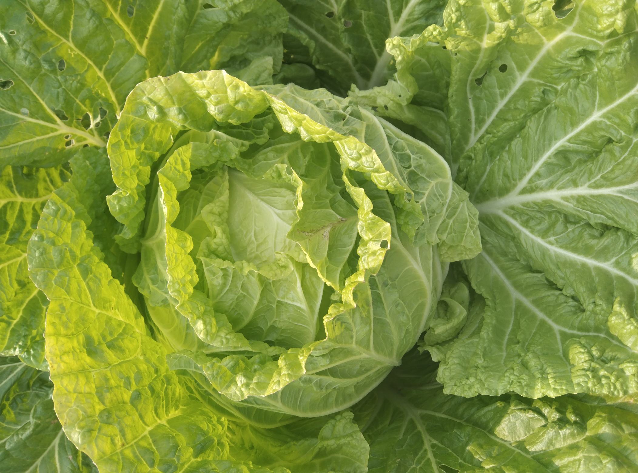 天津青白菜特写照片