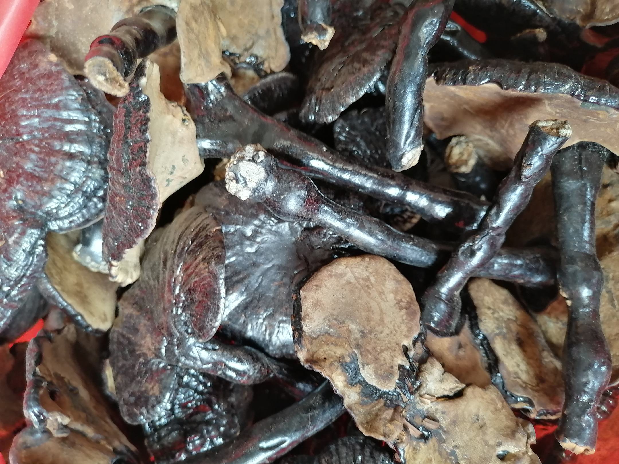 黑灵芝横向剖开示意图,清晰展示菌盖漆黑表面、深褐色致密菌肉、深色菌管层及侧生黑色菌柄,配有标注线说明各部位名称,背景为实验室白底,突出解剖细节 黑灵芝横切面结构图