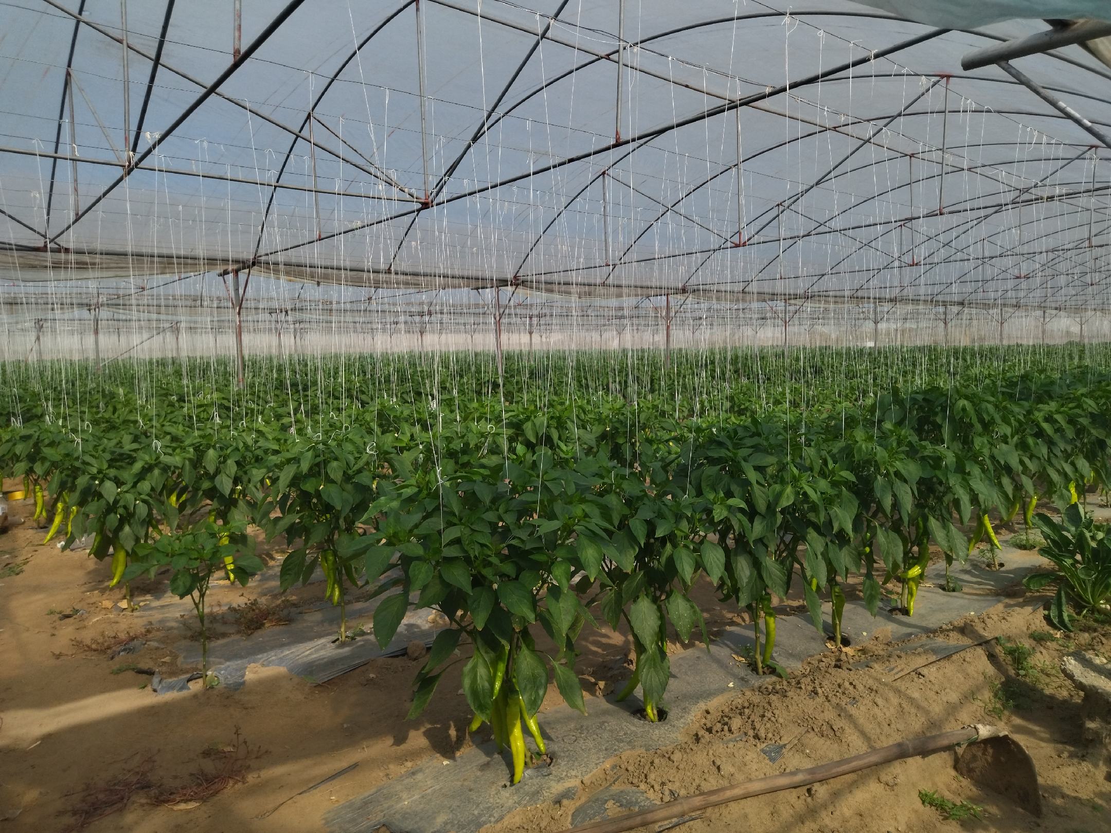 温室大棚中整齐排列的金牛一号辣椒植株,果实饱满,长势喜人 金牛一号在温室大棚中整齐生长的场景