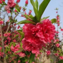 红花碧桃苗