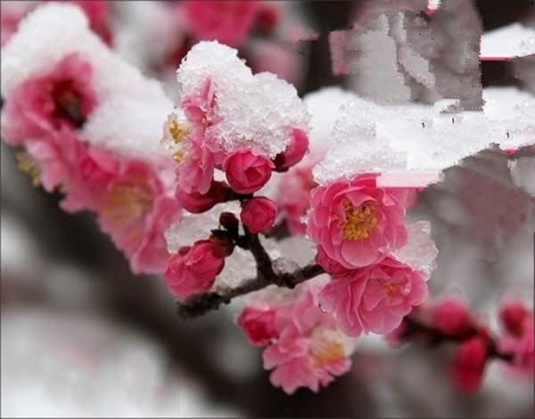 红梅在冬季开花的特写