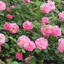 丰花玫瑰苗