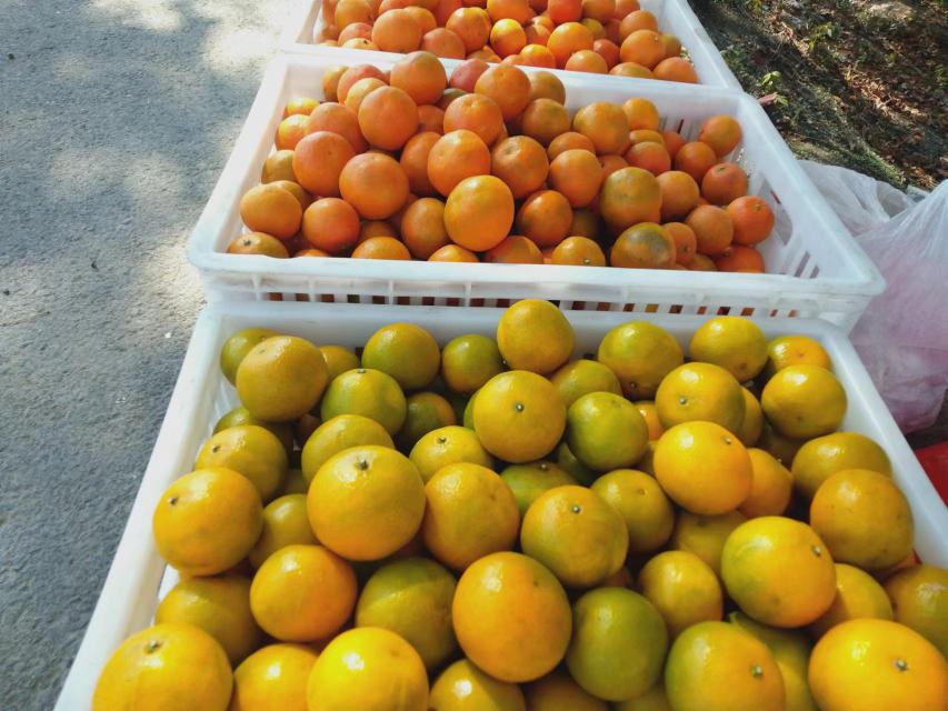 一张现代厨房台面上展示三种皇帝柑储存方式:左侧自然通风存放,中间保鲜盒分隔存放,右侧单果保鲜膜包裹冷藏,配有温湿度标识和时间提示标签 家庭厨房中皇帝柑的储存方法示意图