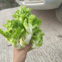 四川精品儿菜