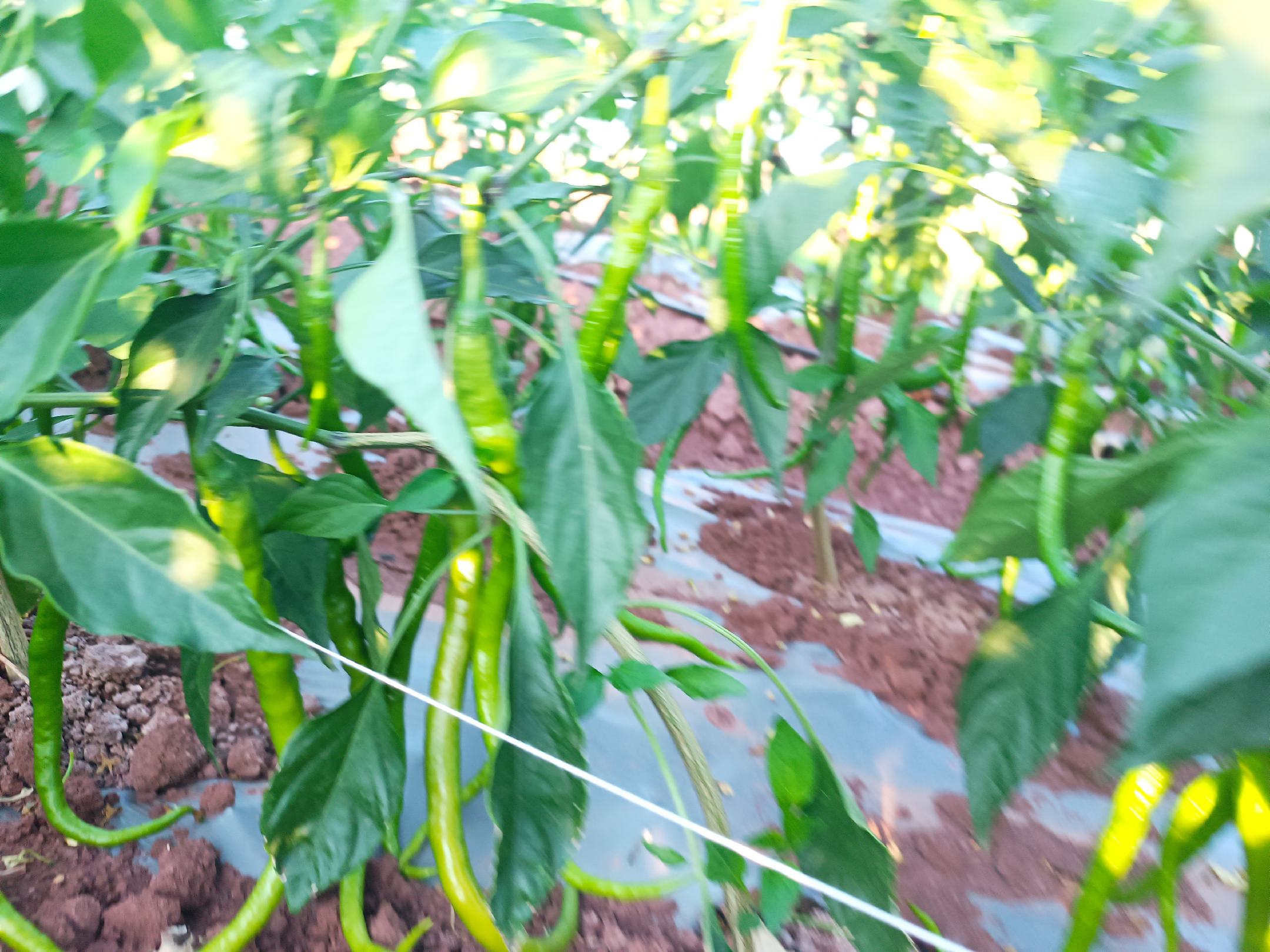 农户手工采摘洛南线椒特写场景