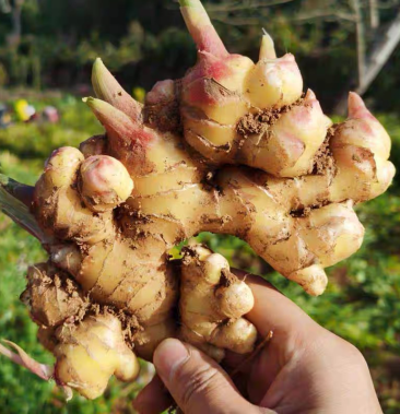 [小黄姜批发]云南高山小黄姜价格1.50元/斤 - 一亩田