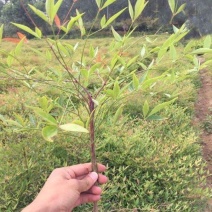 红天竹