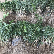 现采现发优质品种量大从优茉莉花苗