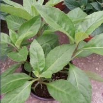 明月草紫茎盆栽金鸡毛草降糖阳台绿植好养耐寒热