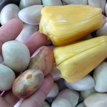 菠萝蜜核仁菠萝蜜籽仁核菠萝蜜果核仁籽新鲜大树菠萝蜜核籽仁