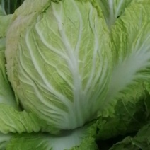 黄心白菜