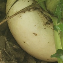 盘菜