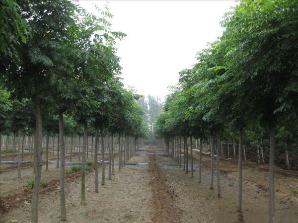展示位于河南南阳的小儿青翘种植基地,成片的植株整齐排列,农民正在进行日常管理 小儿青翘种植基地实景图
