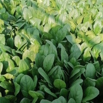大叶菠菜天天接单中