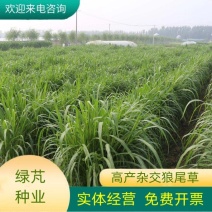 四季牧草杂交狼尾草多年生高产牧草耐寒耐寒早熟晚熟杂交王