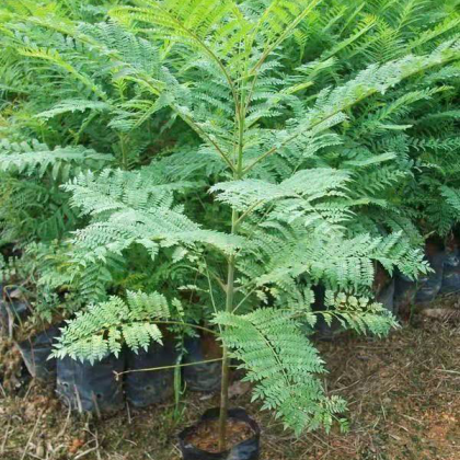 蓝花楹价格行情走势 - 一亩田