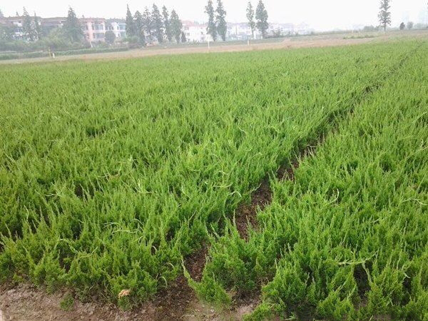 龙柏古桩生态摄影：一株百年龙柏盘根错节生长于青石缝隙，主干苍劲龟裂，局部露出暗红褐色木质断面，苔藓与蕨类共生，体现木质与环境的长期共存关系