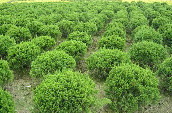 小龙柏工程小苗展示图