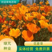 多年生花菱草种子耐寒花籽喜阴四季开花庭院花草户外绿化草籽