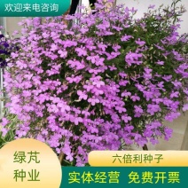 六倍利花种子盆栽垂吊半边莲翠蝶花种子蓝色阳台吊兰花籽