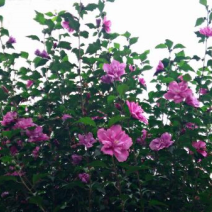 木槿