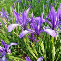 马兰花
