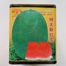 科农新红宝西瓜种子中熟优质抗病丰产耐旱耐湿椭圆形网纹西瓜