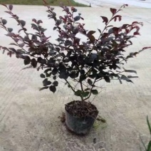 红花继木