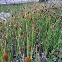 蒲草