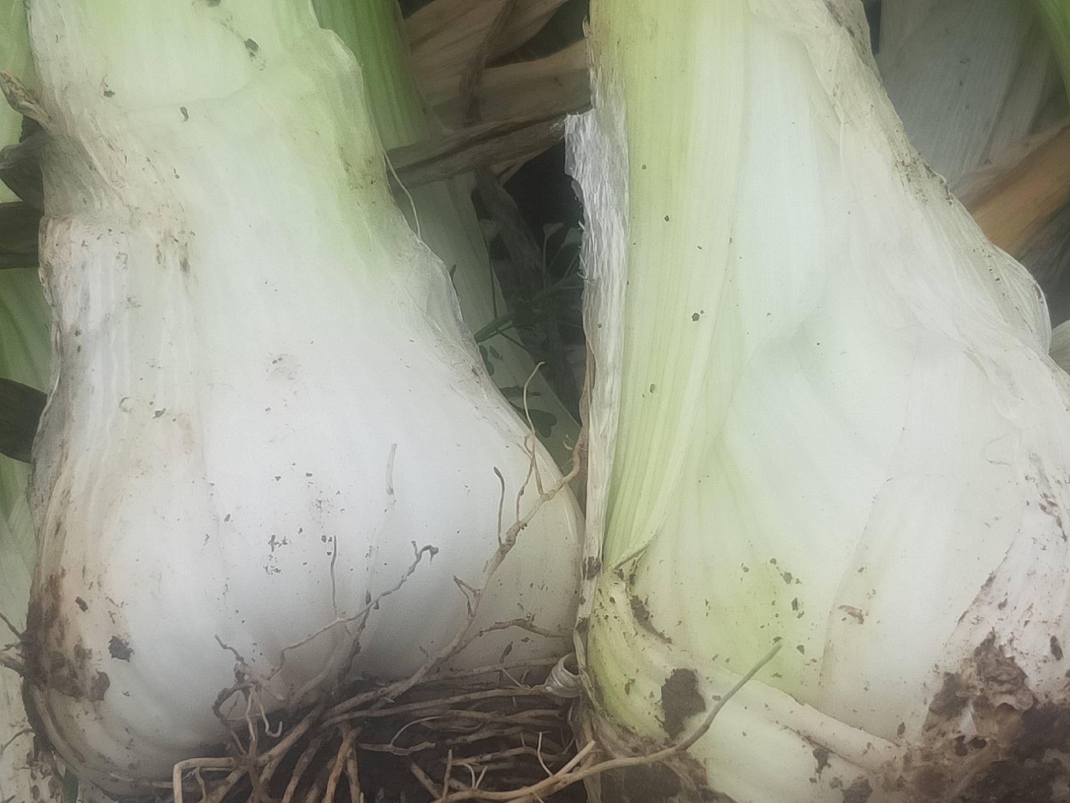 左侧为典型的鸡腿葱,葱白修长饱满,呈乳白色,根部略膨大形似鸡腿;右侧为常见短白大葱,葱白较短,叶片较绿,整体较为细瘦。背景为农田土壤环境,突出产地特征 鸡腿葱与普通大葱对比图